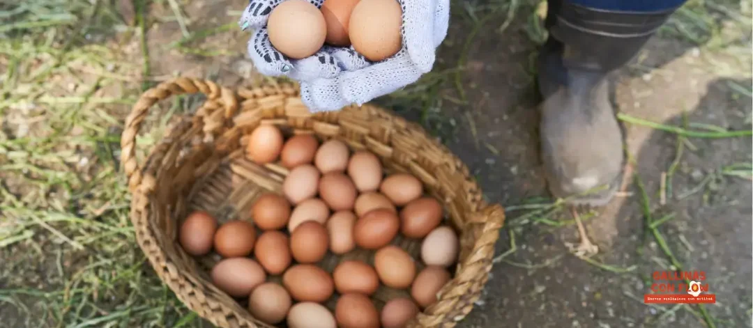 beneficios huevos ecológicos planeta