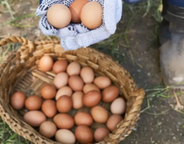 beneficios huevos ecológicos planeta