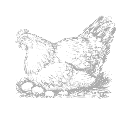 Gallina ecológica ponedora de Gallinas con Flow