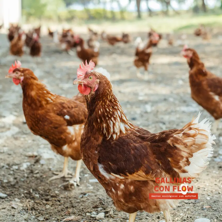 Gallinas camperas en libertad