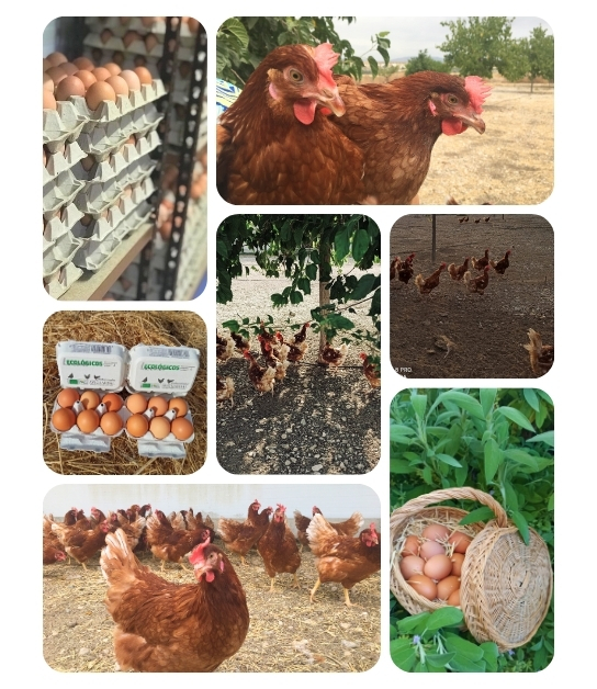 gallinas con flow en la granja