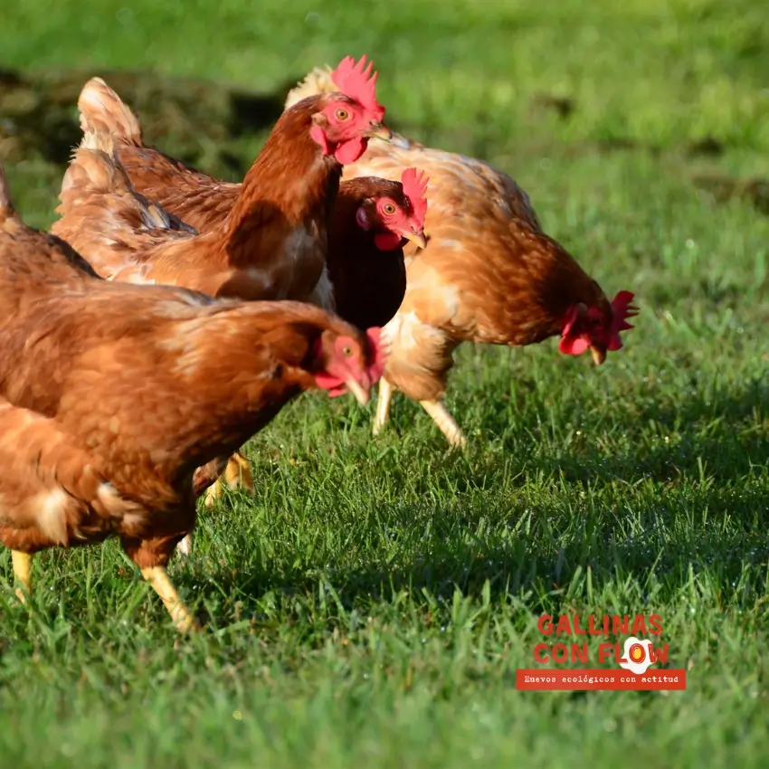 Gallinas ecológicos en libertad