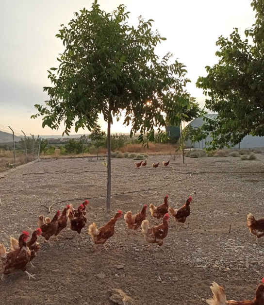 vista granja gallinas ecológicas
