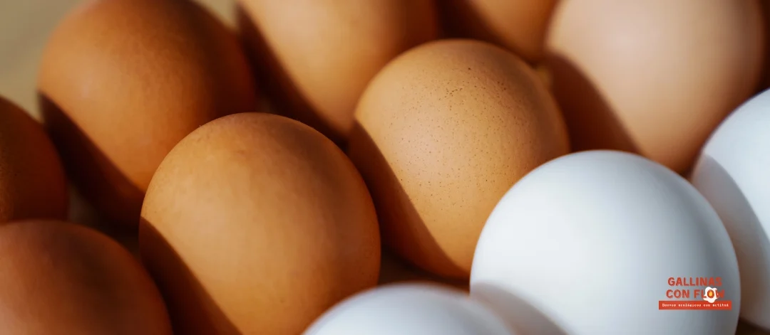 huevos blancos vs huevos marrones ¿cuál es mejor?
