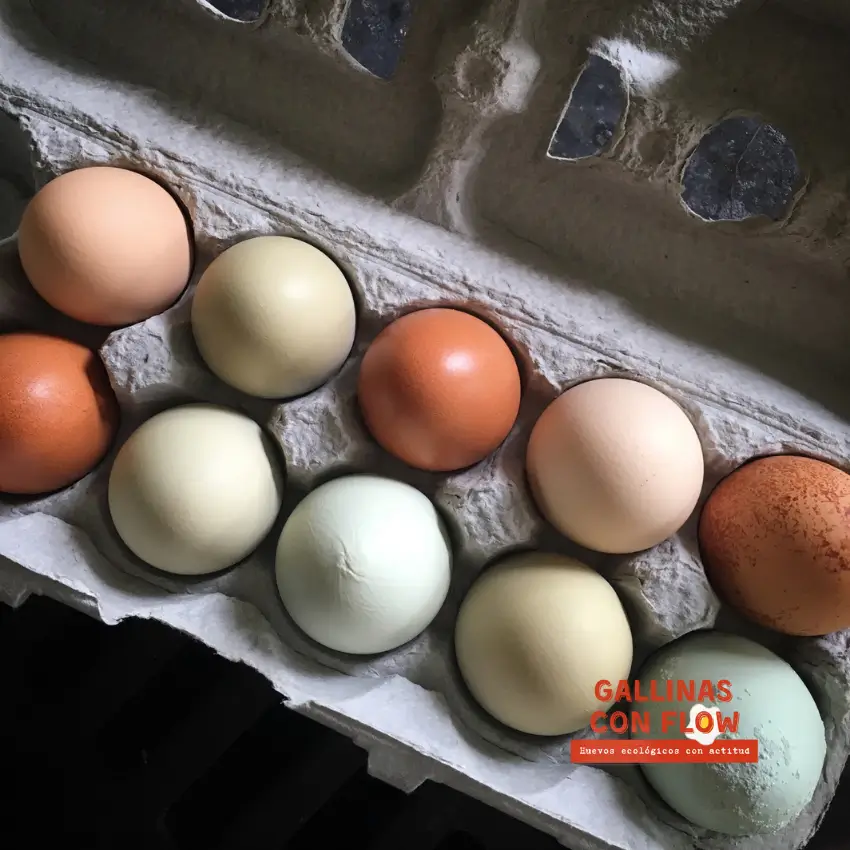 Huevos camperos