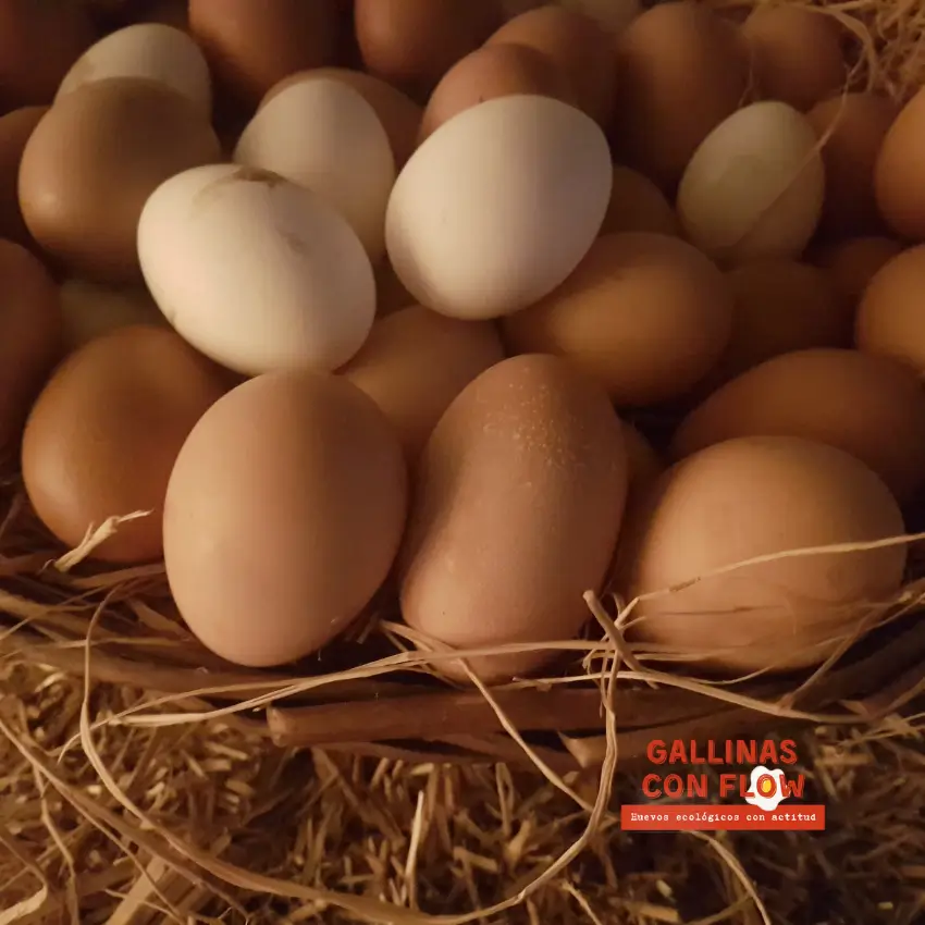 huevos de gallinas ecológicas
