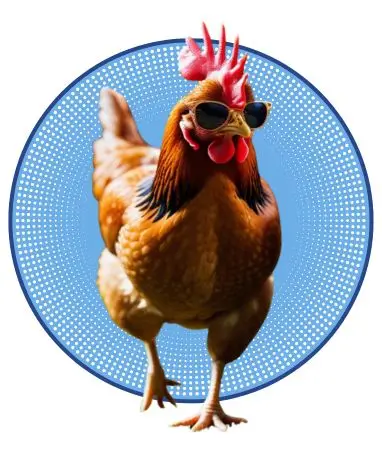 01-Huevos ecológicos gallinas con flow