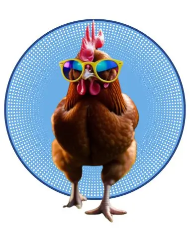 04-Huevos ecológicos gallinas con flow