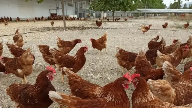 Día Mundial del Huevo 2025