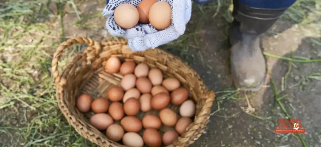 Beneficios de los huevos ecológicos, 7 beneficios que seguro no conocías Beneficios de los huevos ecológicos, 7 beneficios que seguro no conocías