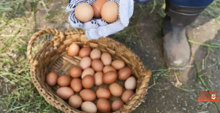 Beneficios de los huevos ecológicos, 7 beneficios que seguro no conocías