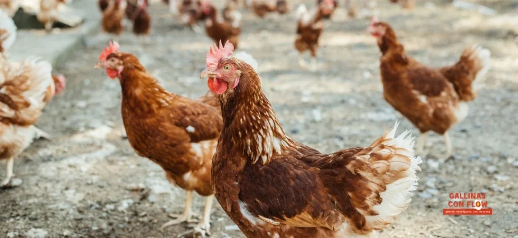 Diferencias entre huevos de gallinas en libertad vs criadas en suelo