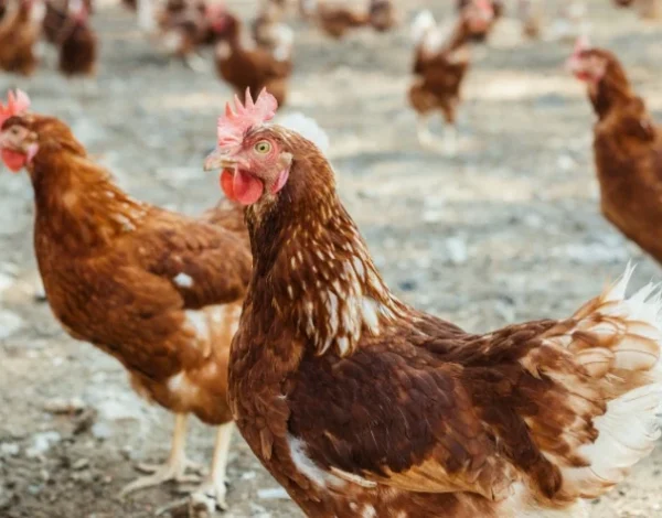 Diferencias entre huevos de gallinas en libertad vs criadas en suelo