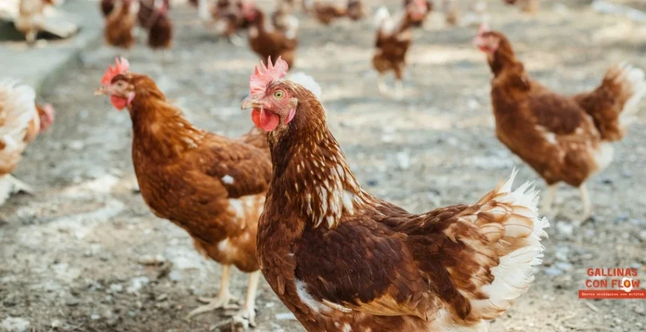 Diferencias entre huevos de gallinas en libertad vs criadas en suelo