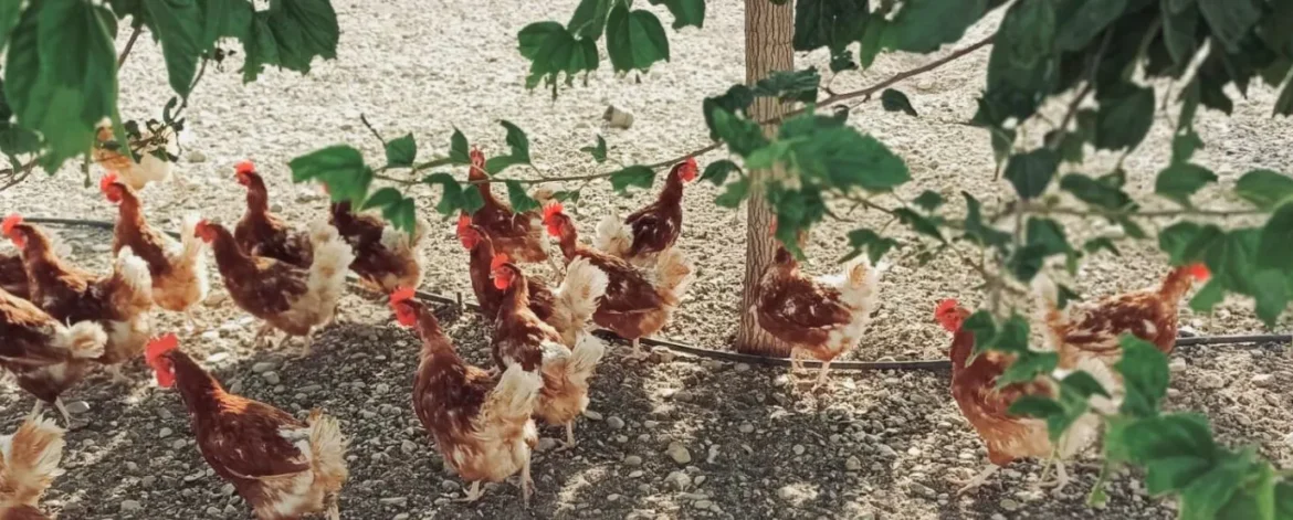 Historia Gallinas con Flow