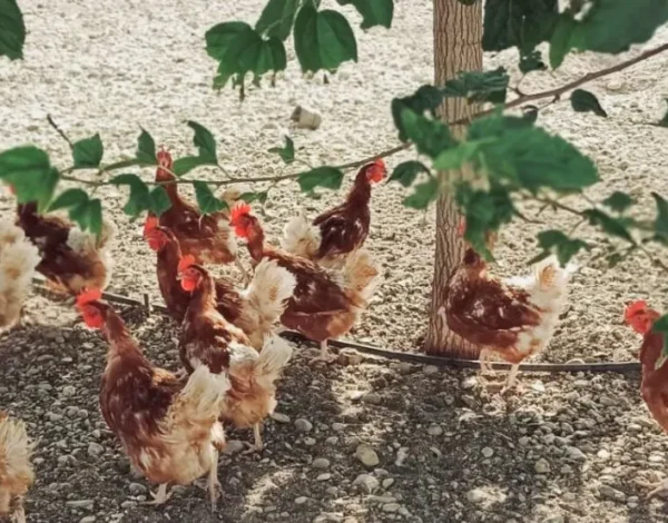 Historia Gallinas con Flow