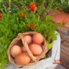 Huevos ecológicos Gallinas con Flow