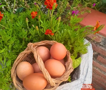 Huevos ecológicos Gallinas con Flow