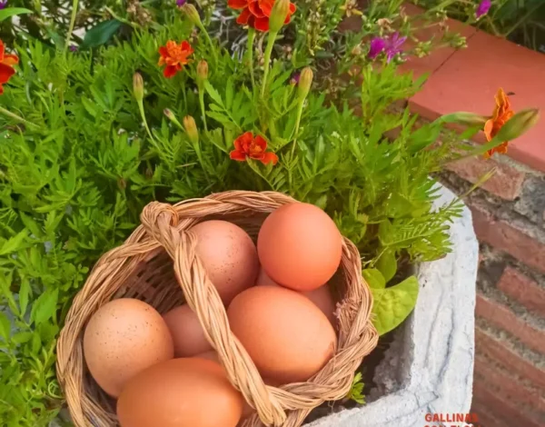 Huevos ecológicos Gallinas con Flow