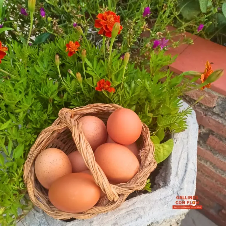 Huevos ecológicos Gallinas con Flow