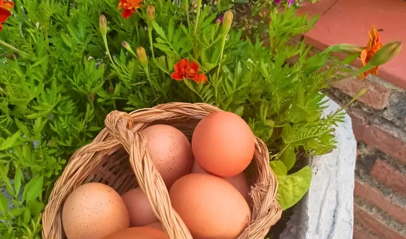 Huevos ecológicos Gallinas con Flow