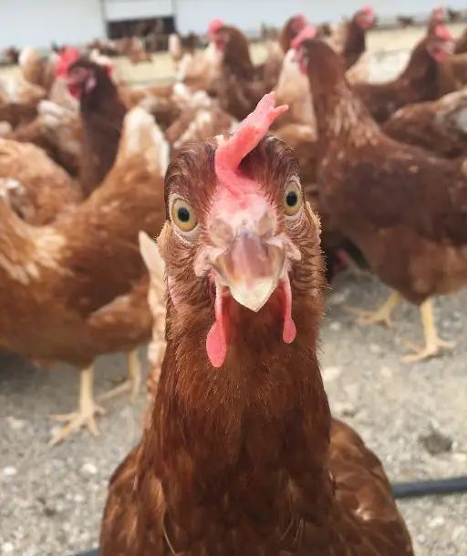 Granja de huevos ecológicos código 0 producción eco