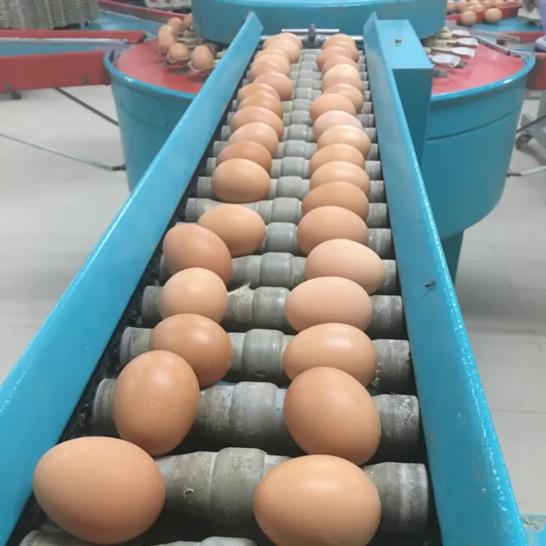 Granja ecológica producción de huevos ecológicos código 0 - Venta de huevos ecológicos online