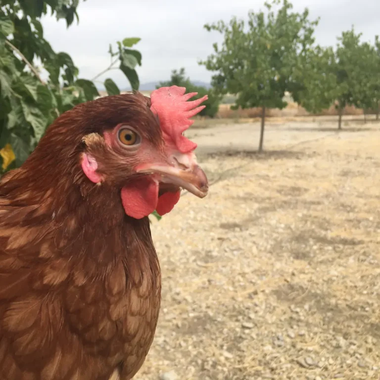 Granja ecológica producción de huevos ecológicos código 0 - Venta de huevos ecológicos online
