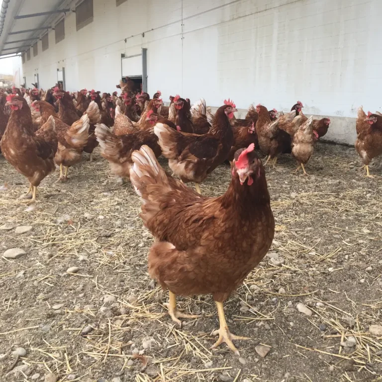 Granja ecológica producción de huevos ecológicos código 0 - Venta de huevos ecológicos online