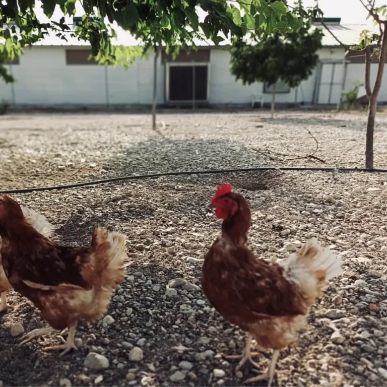 Granja ecológica producción de huevos ecológicos código 0 - Venta de huevos ecológicos online
