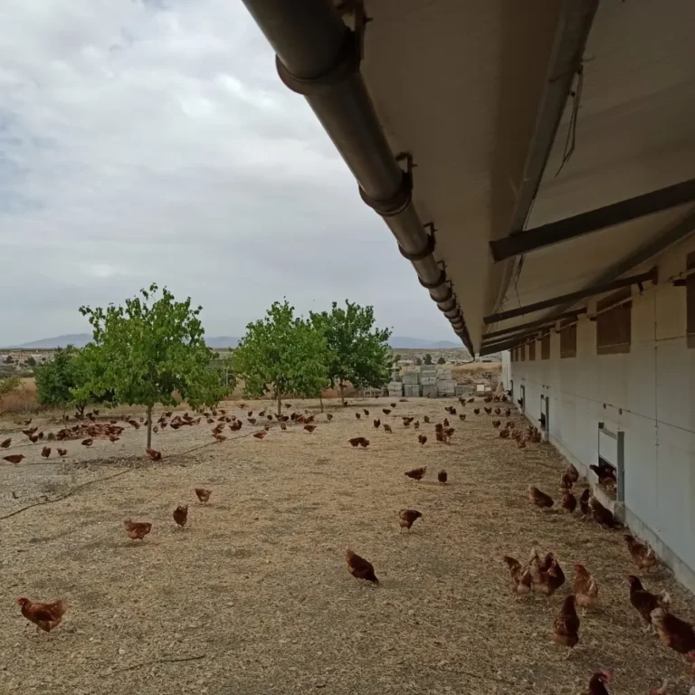 Granja ecológica producción de huevos ecológicos código 0 - Venta de huevos ecológicos online