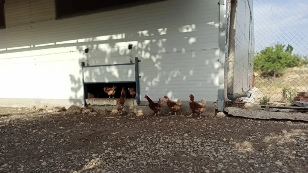 El fin de las jaulas en Europa: ¿Por qué la nueva ley de bienestar animal de la UE es una victoria para las gallinas y para Gallinas con Flow? 8 Granja ecológica producción de huevos ecológicos código 0 - Venta de huevos ecológicos online