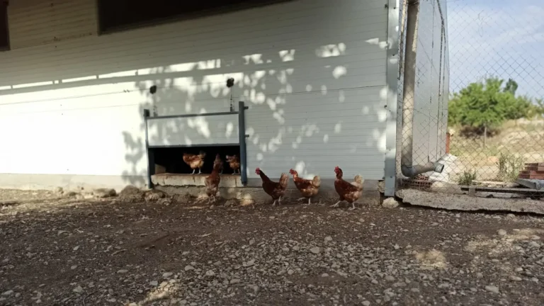 Granja ecológica producción de huevos ecológicos código 0 - Venta de huevos ecológicos online