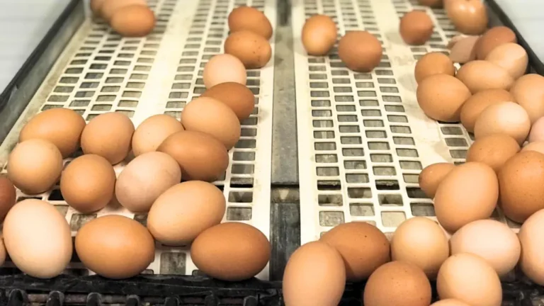 Granja ecológica producción de huevos ecológicos código 0 - Venta de huevos ecológicos online