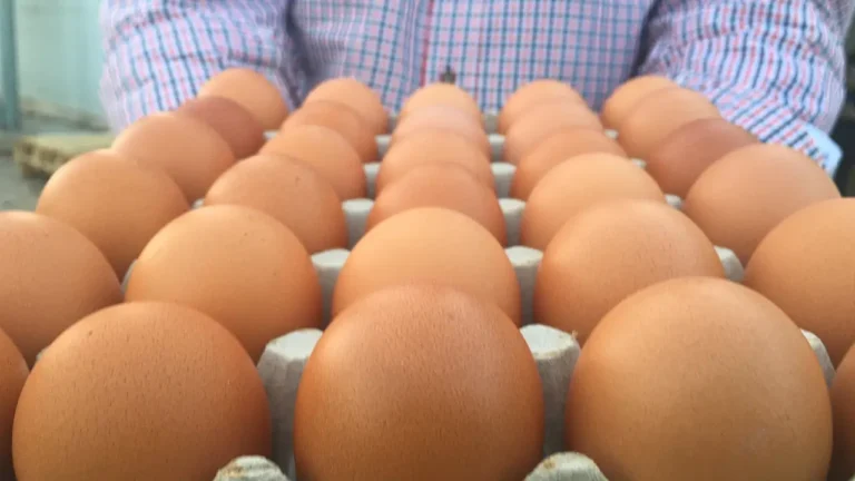 Granja ecológica producción de huevos ecológicos código 0 - Venta de huevos ecológicos online