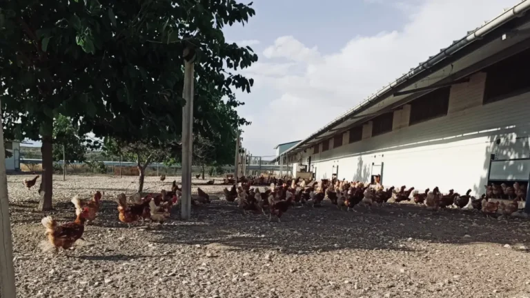 Granja ecológica producción de huevos ecológicos código 0 - Venta de huevos ecológicos online