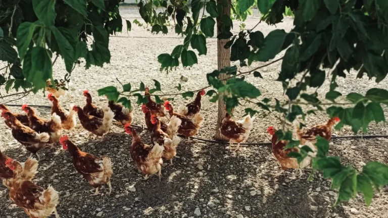 Granja ecológica producción de huevos ecológicos código 0 - Venta de huevos ecológicos online