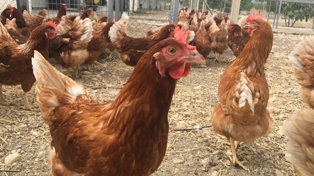 El fin de las jaulas en Europa: ¿Por qué la nueva ley de bienestar animal de la UE es una victoria para las gallinas y para Gallinas con Flow? 2 Granja ecológica producción de huevos ecológicos código 0 - Venta de huevos ecológicos online
