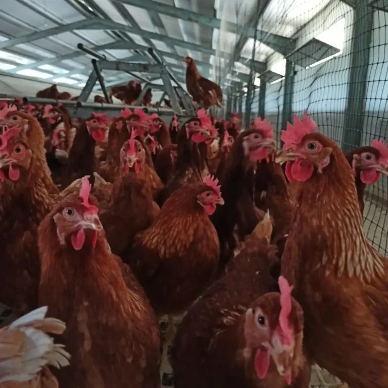 Granja ecológica producción de huevos ecológicos - Venta de huevos ecológicos online