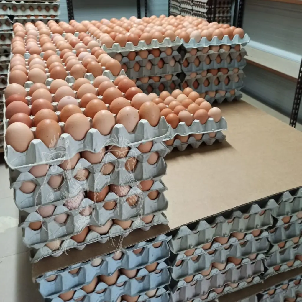 Huevos ecológicos código 0 - Almacén de huevos ecológicos con toda la producción vendida