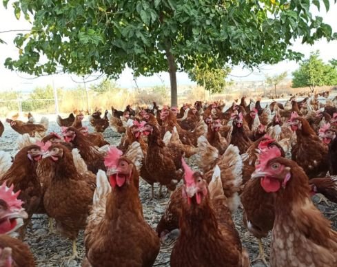 El fin de las jaulas en Europa: ¿Por qué la nueva ley de bienestar animal de la UE es una victoria para las gallinas y para Gallinas con Flow? 15 Bienestar animal