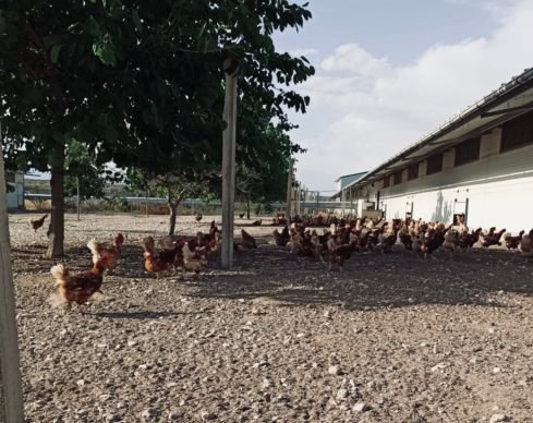 El fin de las jaulas en Europa: ¿Por qué la nueva ley de bienestar animal de la UE es una victoria para las gallinas y para Gallinas con Flow? 3 End the Cage Age