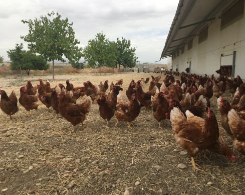 El fin de las jaulas en Europa: ¿Por qué la nueva ley de bienestar animal de la UE es una victoria para las gallinas y para Gallinas con Flow? 7 La Nueva Ley de bienestar animal UE