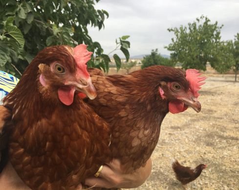 El fin de las jaulas en Europa: ¿Por qué la nueva ley de bienestar animal de la UE es una victoria para las gallinas y para Gallinas con Flow? 6 No mas jaulas para los animales