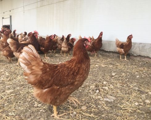 El fin de las jaulas en Europa: ¿Por qué la nueva ley de bienestar animal de la UE es una victoria para las gallinas y para Gallinas con Flow? 4 Nueva Ley de bienestar animal UE en vigor