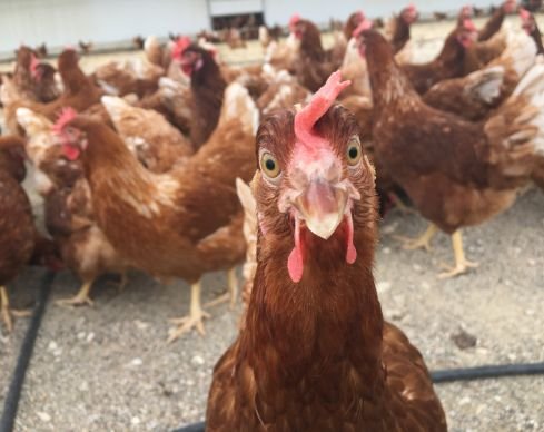 El fin de las jaulas en Europa: ¿Por qué la nueva ley de bienestar animal de la UE es una victoria para las gallinas y para Gallinas con Flow? 16 Nueva Ley de bienestar animal UE