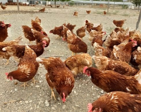 El fin de las jaulas en Europa: ¿Por qué la nueva ley de bienestar animal de la UE es una victoria para las gallinas y para Gallinas con Flow? 12 bienestar animal nueva ley UE