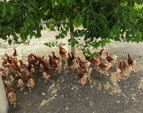 El fin de las jaulas en Europa: ¿Por qué la nueva ley de bienestar animal de la UE es una victoria para las gallinas y para Gallinas con Flow? 14 el bienestar animal