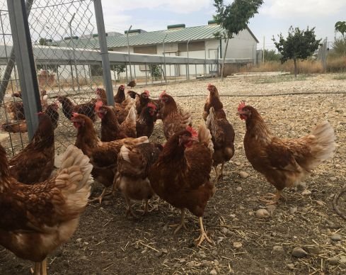 El fin de las jaulas en Europa: ¿Por qué la nueva ley de bienestar animal de la UE es una victoria para las gallinas y para Gallinas con Flow? 5 esta es la nueva Ley de bienestar animal UE