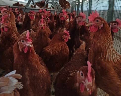 El fin de las jaulas en Europa: ¿Por qué la nueva ley de bienestar animal de la UE es una victoria para las gallinas y para Gallinas con Flow? 1 ley de bienestar animal europea